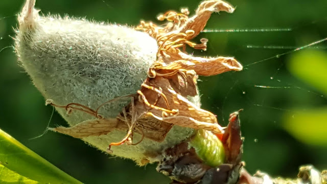 Amêndoas, tão belas e tão deliciosas!